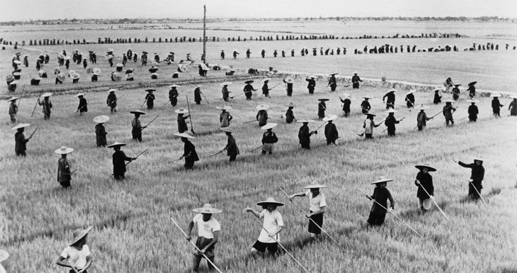 Campo de arroz en 1958 en lo que hoy es la provincia de Guangdong